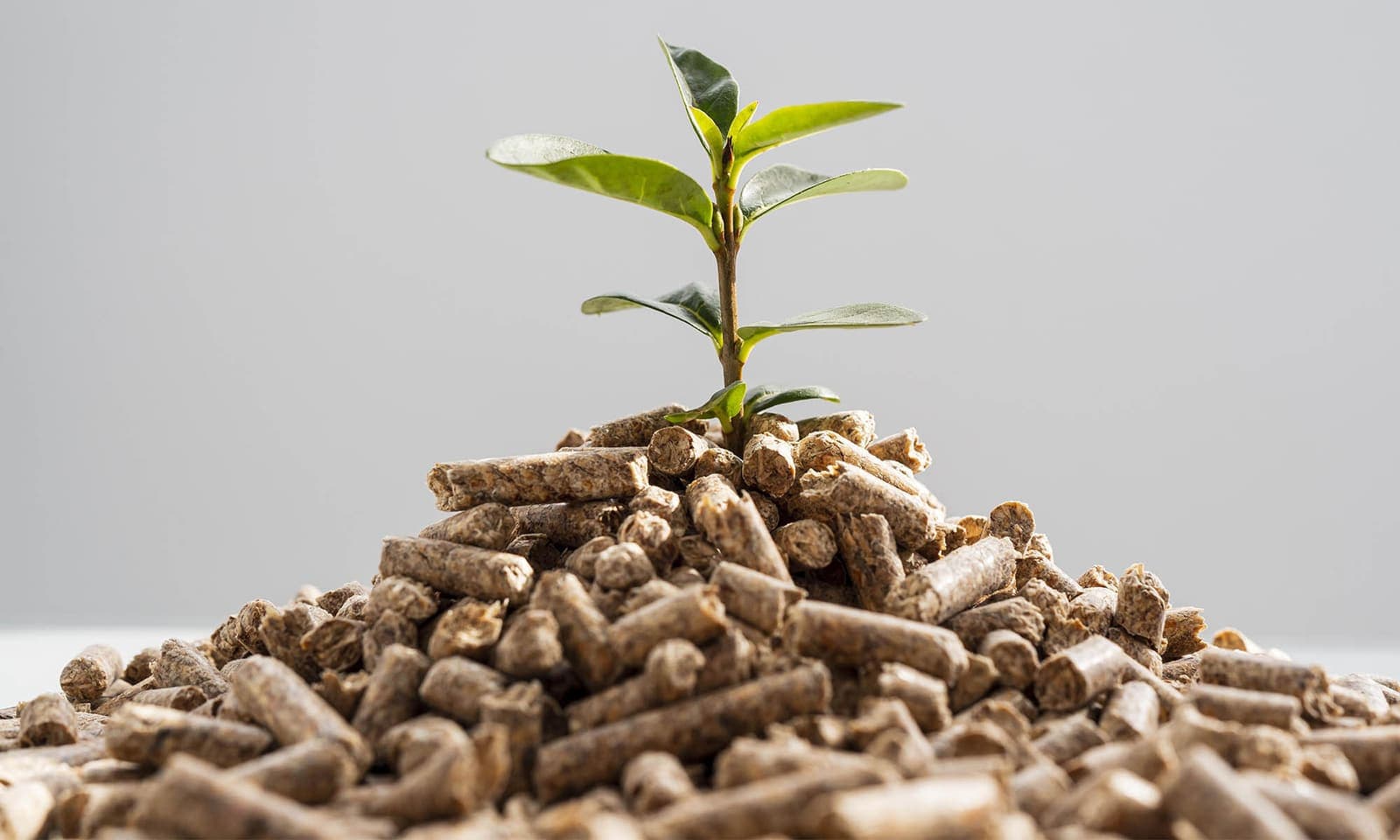 Biomass pellets with a young plant growing from them