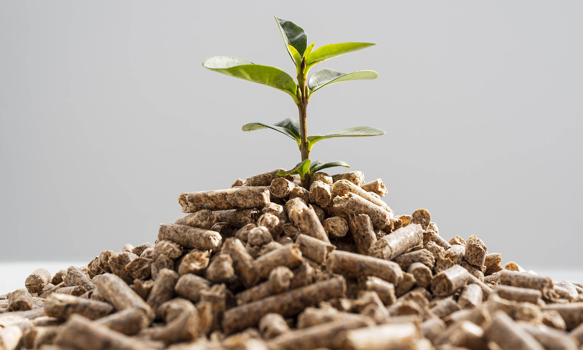 Biomass briquettes and pellets with growing green plant - circular sustainability